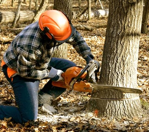 Tree Removal in Tennessee, IL